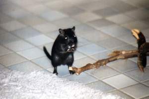 Speedy neben dem Ast